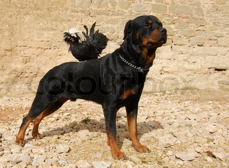 purebred rottweiler purebred rottweiler and miniature rooster perching on his back stock photo colourbox purebred rottweiler purebred rottweiler and miniature rooster perching on his back stock photo colourbox