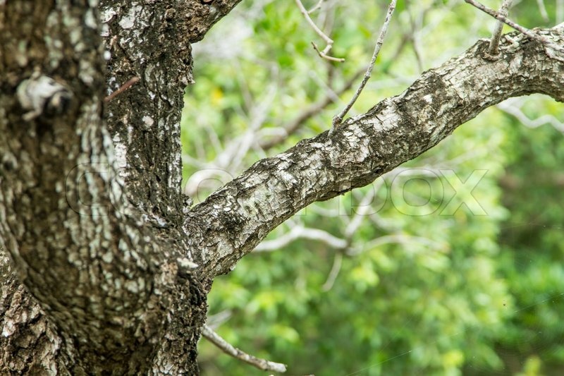 Close up branches of the tree in forest | Stock image | Colourbox