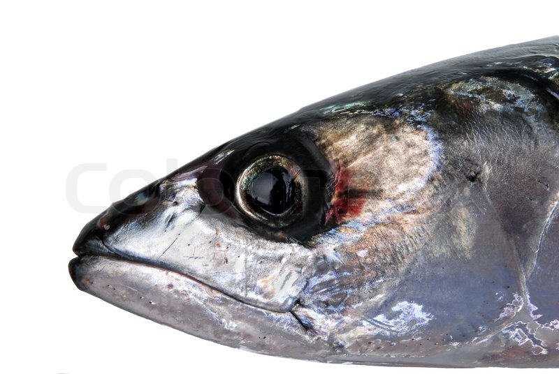 Head of mackerel Stock Photo Colourbox