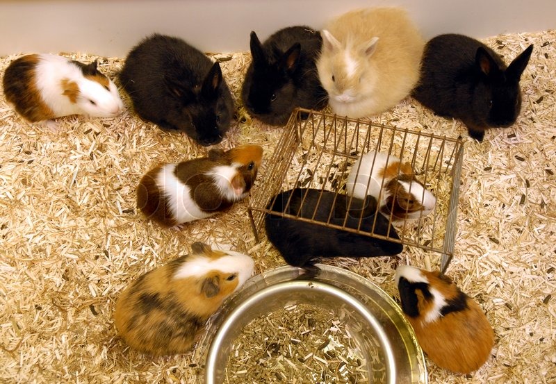 Young rabbits and guinea pigs in a Stock image Colourbox