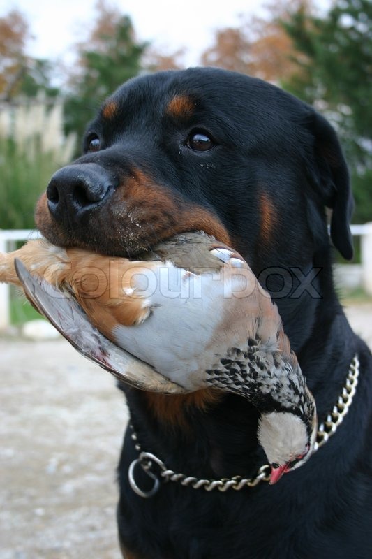 Are Rottweilers Hunting Dogs