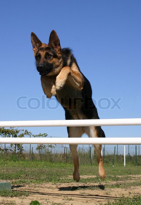 Do German Shepherds Jump Fences