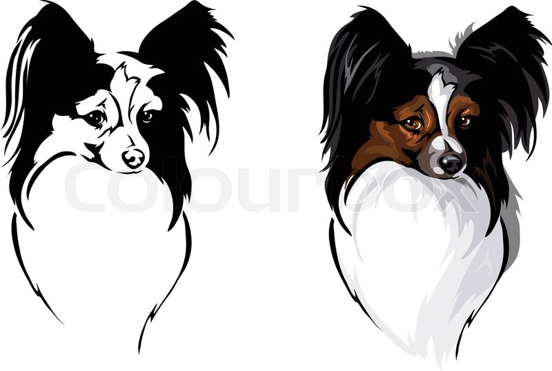 Vector drawing of the dog breed papillon | Stock Vector | Colourbox