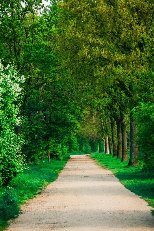 Beautiful green forest. forest park ... | Stock image | Colourbox
