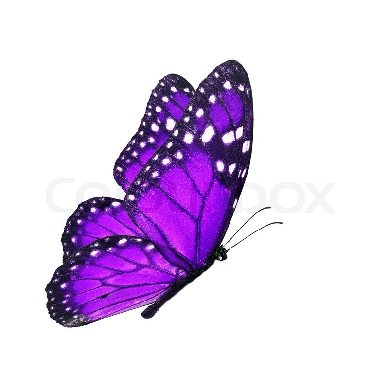 Beautiful purple butterfly flying Stock image 