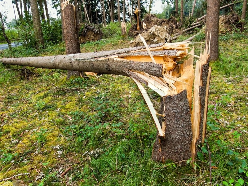 Storm damage. Fallen trees in the ... | Stock image | Colourbox