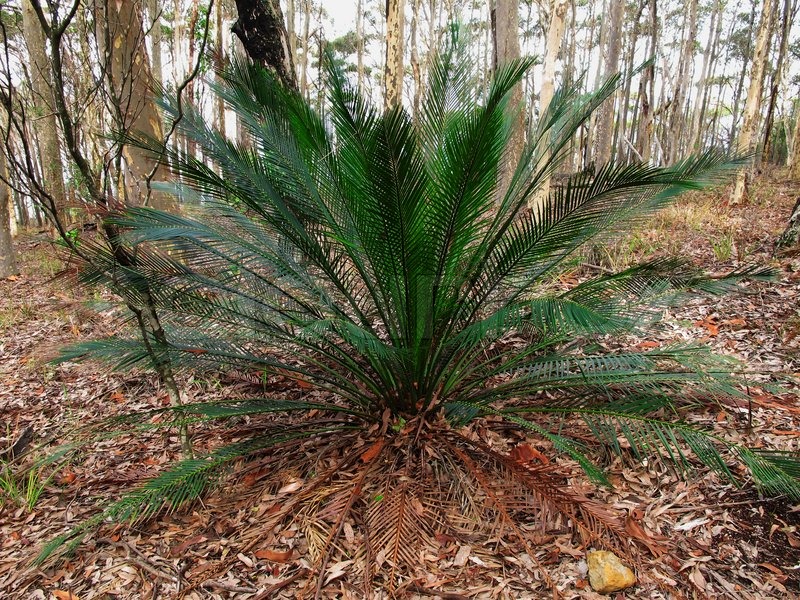 Macrozamia communis, burrawang in its ... | Stock image | Colourbox