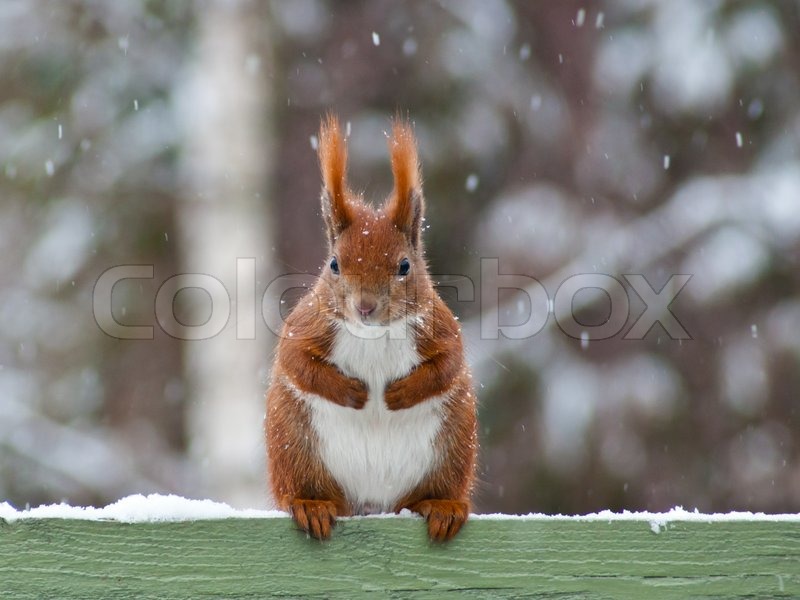 800px_COLOURBOX1215814