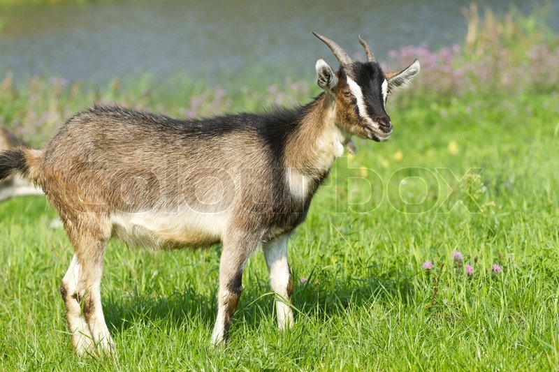 Young goat pasture on a green grass Stock Photo Colourbox