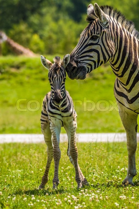 A mother zebra taking care of her baby Stock image Colourbox