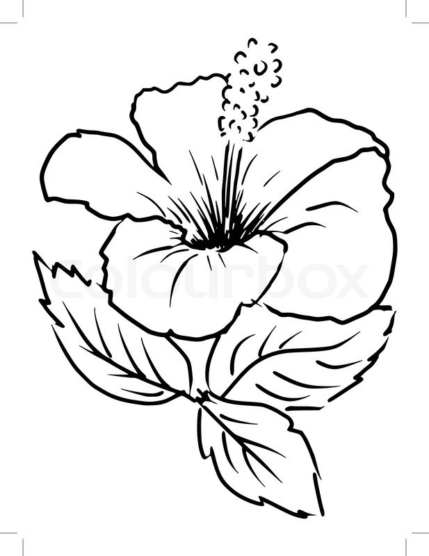 Cartoon Flower Line Drawing : Sketch cartoon illustration of stock vector colourbox