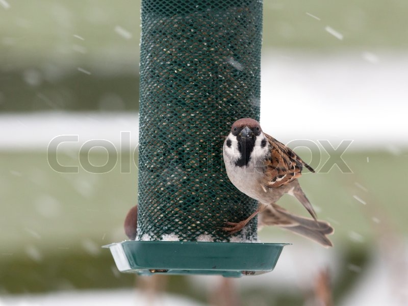 Hungry Eurasian Tree Sparrow Sitting On Stock Image Colourbox