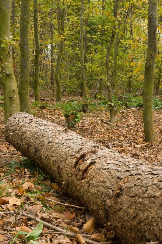 A fallen tree in the forest | Stock image | Colourbox