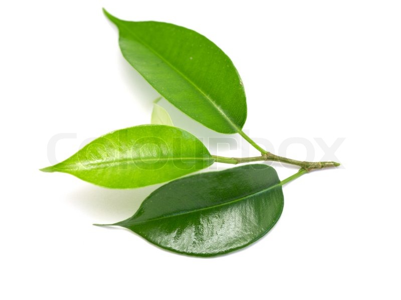 Green Coca Leaves On A White Background Stock Image Colourbox
