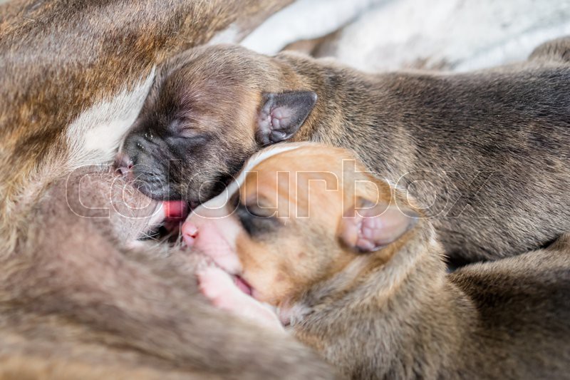 How Long Do Puppies Drink Milk From Their Mother