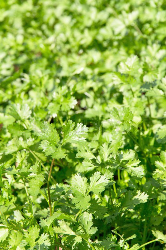 Fresh Cilantro Herb plant in farm. Stock Photo Colourbox