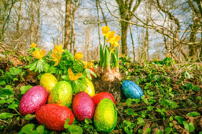 Easter eggs on the forest floor Stock image Colourbox