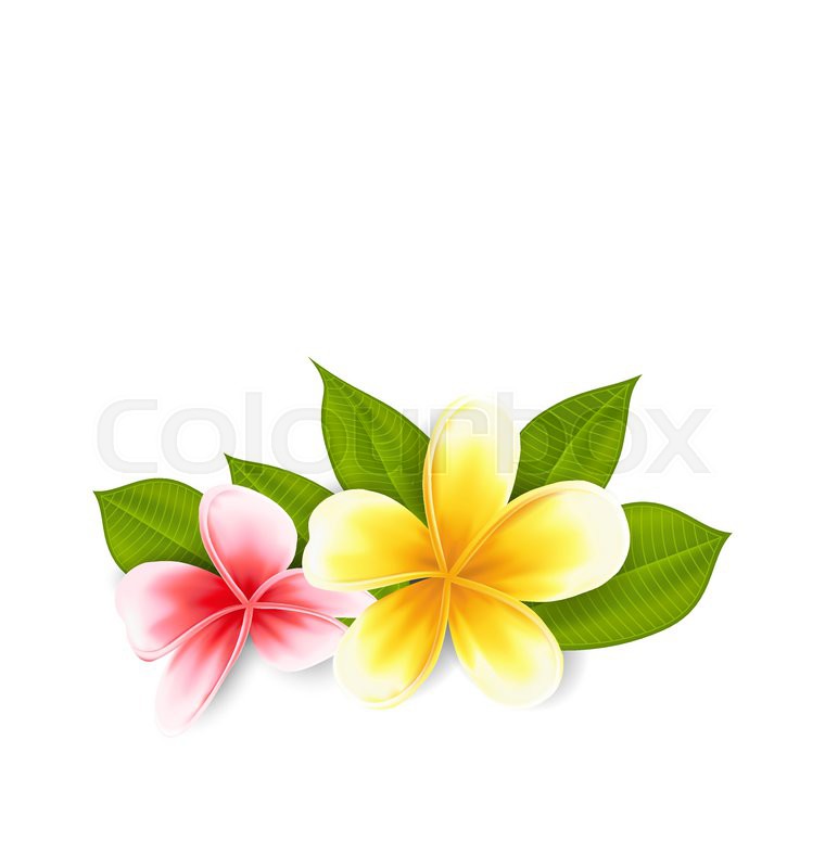 plumeria vector illustration pink and yellow frangipani plumeria exotic plumeria vector illustration pink and yellow frangipani plumeria exotic