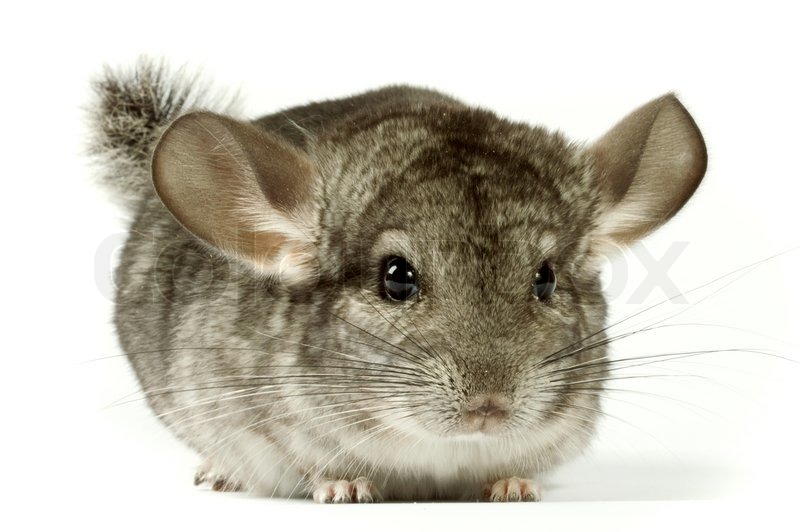 Image result for Chinchilla rodents