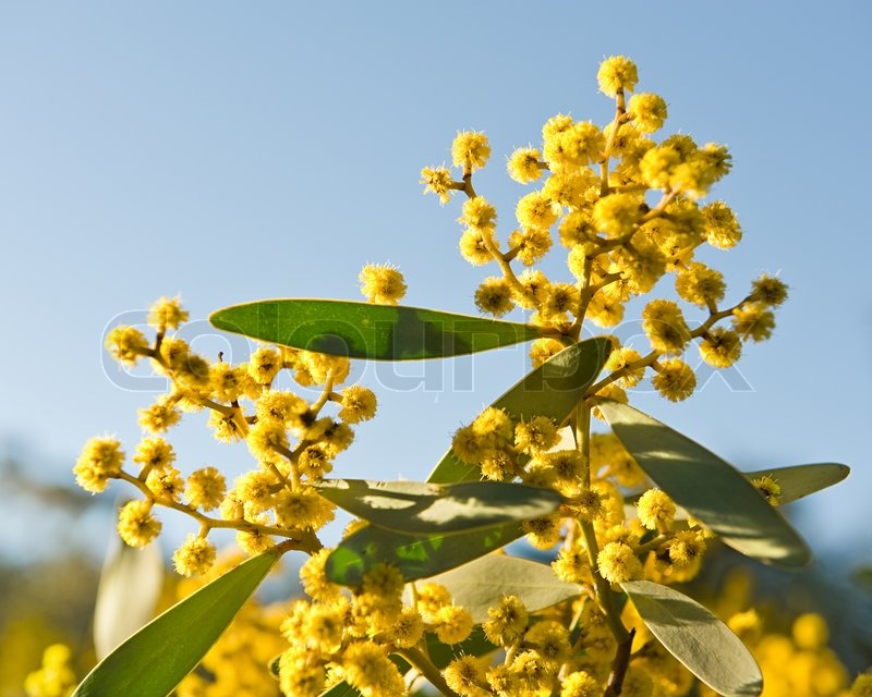 Australian Wattle blooms on sky ... | Stock image | Colourbox