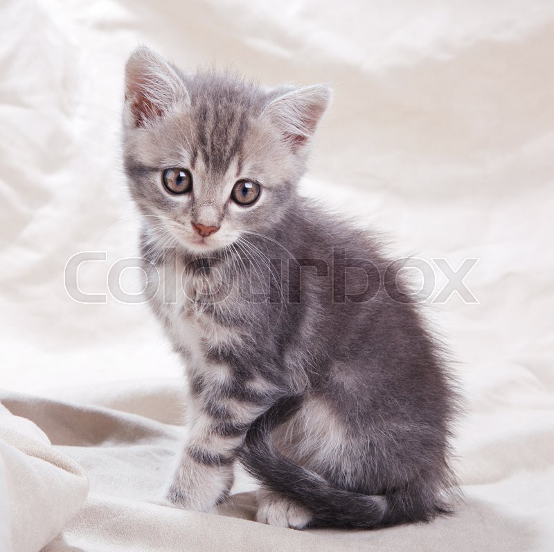 Beautiful Gray Tabby Kitten Sitting On Stock Image Colourbox
