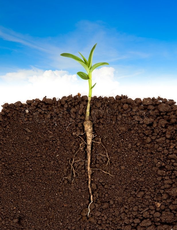 Growing plant with underground root Stock image Colourbox