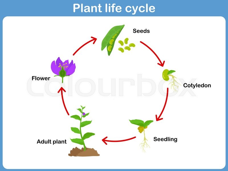 example ks2 flow chart of Stock  Vector Vector a plant  Life kids cycle for