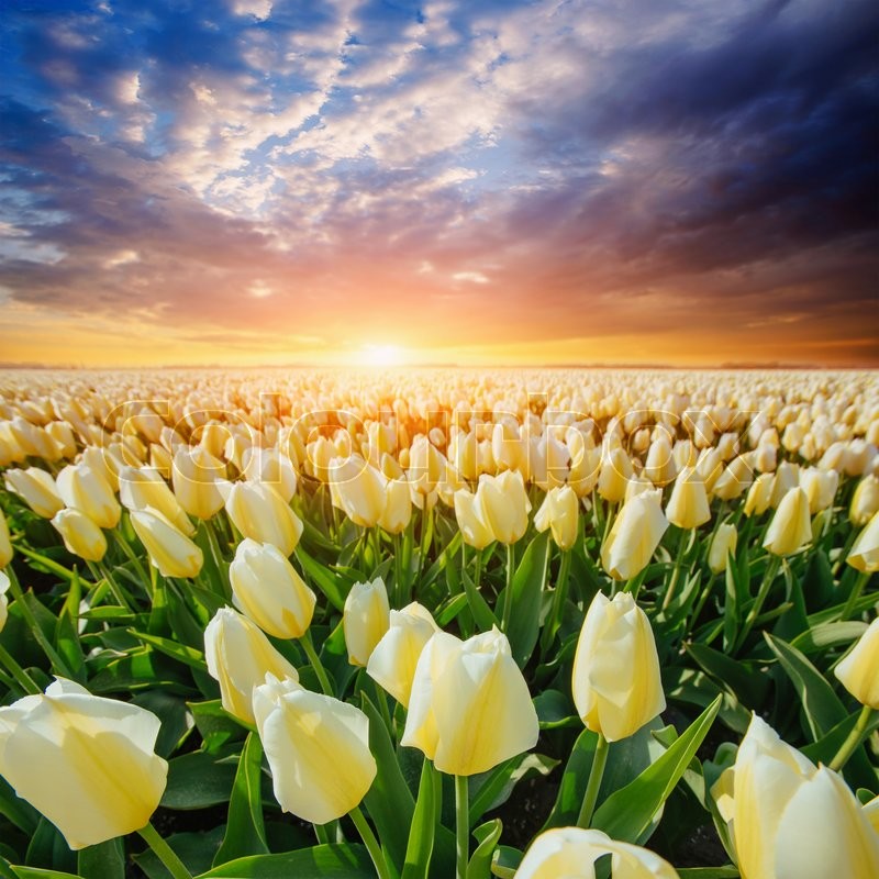 Field Of Yellow Tulips