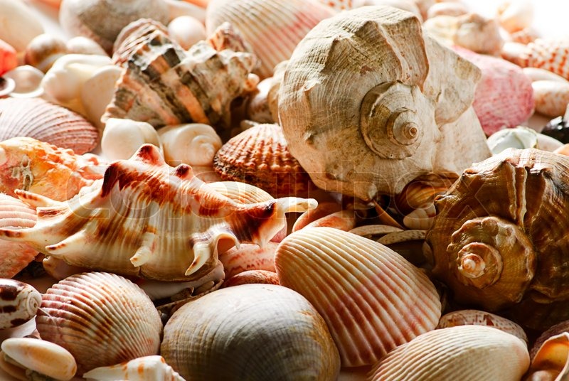 sea shells collection rome fontanacountryinn com sea shells collection