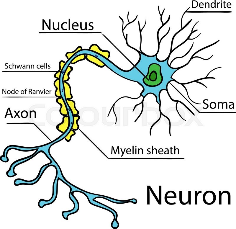 axon to dendrite