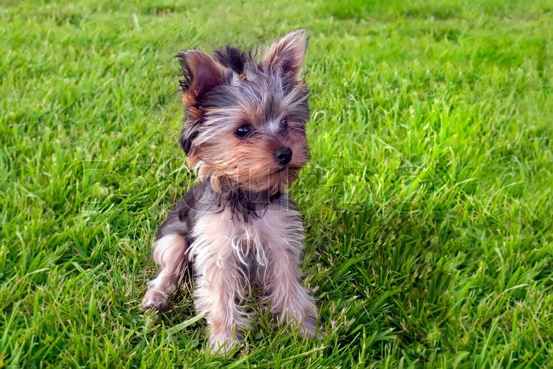 Мини терьер. Йоркширкский терьер Паппи. Йоркширский терьер Микра. Yorkshire Terrier Puppies 4 months. Фото мини Йорка в 1 год.