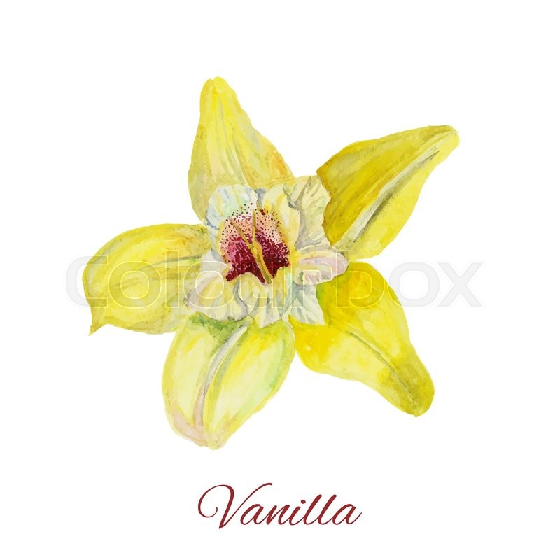 Flower vanilla. watercolor painting on Stock vector Colourbox