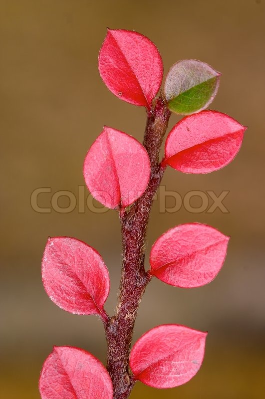 Rot und Grün fallen Blatt auf einem | Stock Bild | Colourbox