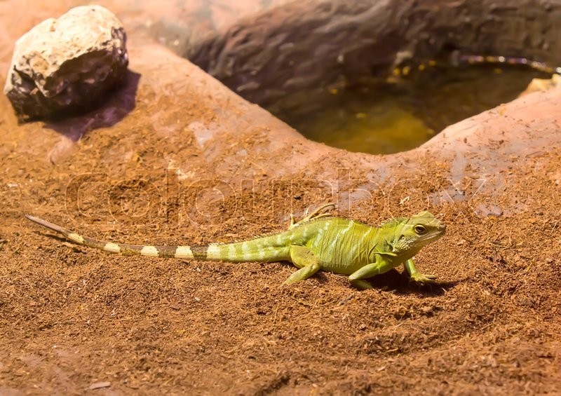Live wild reptiles lizards shot Stock image Colourbox