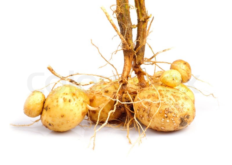 Potato with root close up isolated on ... | Stock image | Colourbox