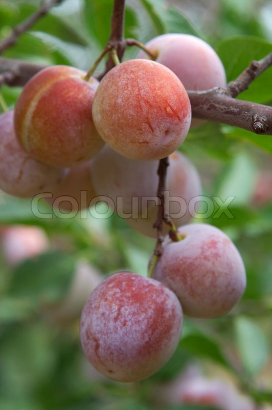 Fruits plums contain many vitamins and Stock image Colourbox