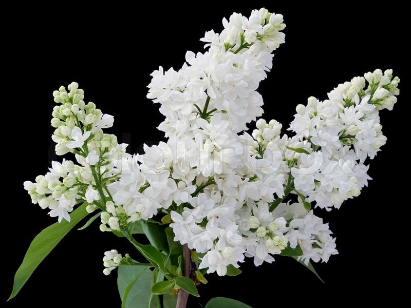 the branch of a white lilac background postcard isolated on black