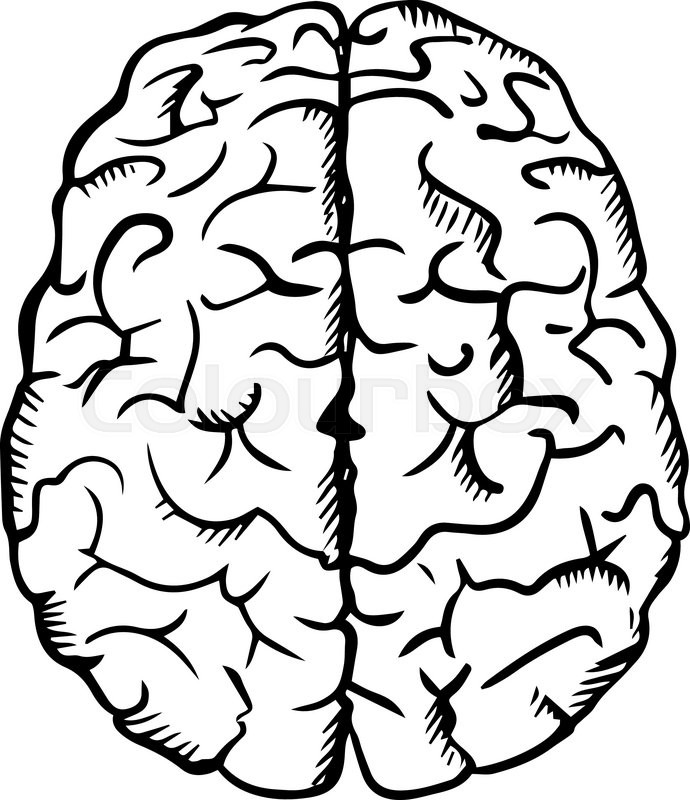 Brain Sketch PNG White Transparent And Clipart Image For Free Download   Lovepik  401485322