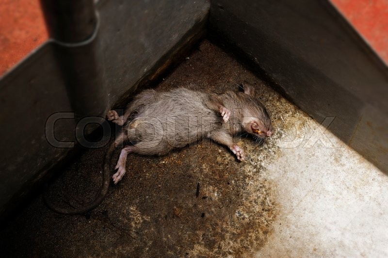 Dead rat | Stock image | Colourbox
