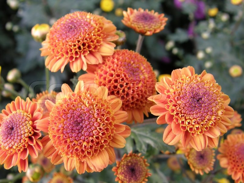 Beautiful Flowers Of Chrysanthemums Stock Image Colourbox Beautiful Flowers Of Chrysanthemums Stock Image Colourbox