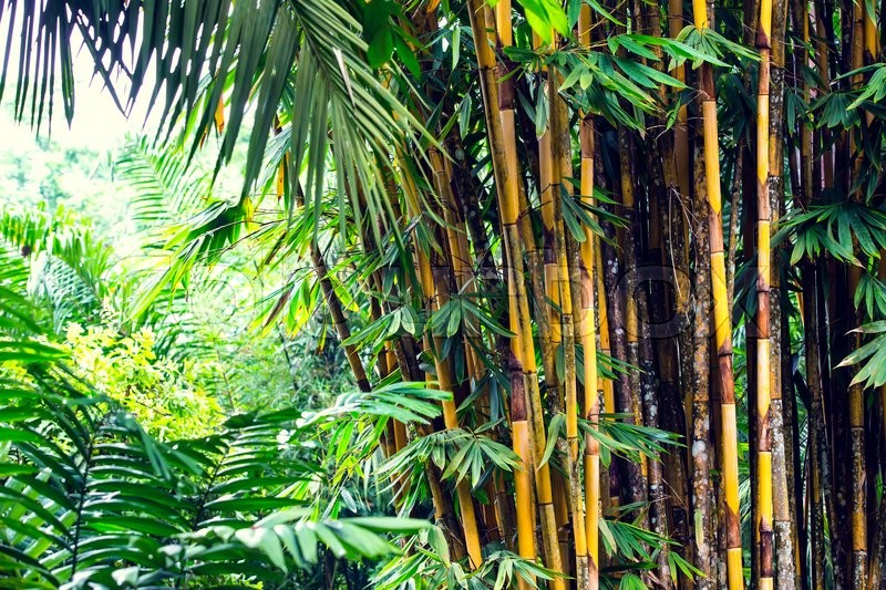 Bamboo grove in the jungles of the Stock image Colourbox