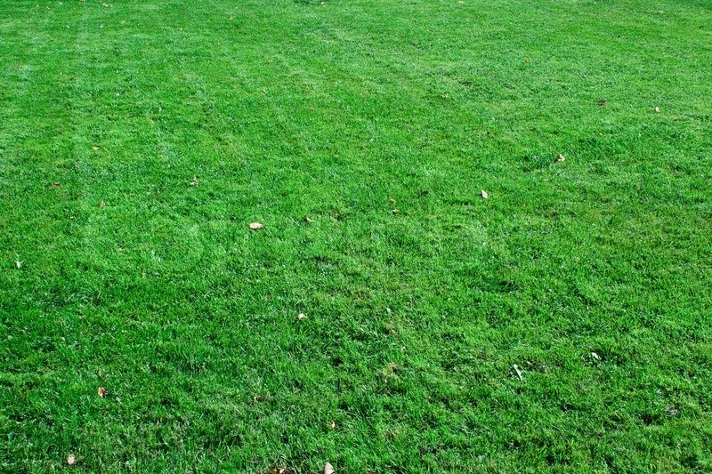 Grünen Rasen. | Stock Bild | Colourbox