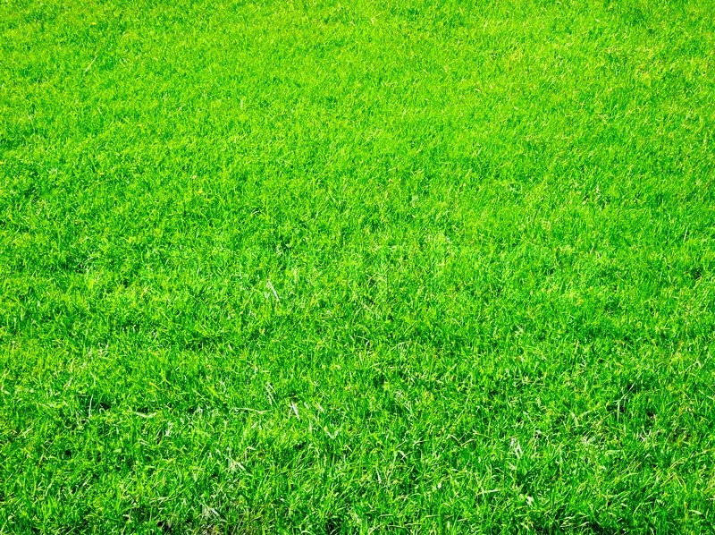 bright green grass great as a background | Stock image | Colourbox