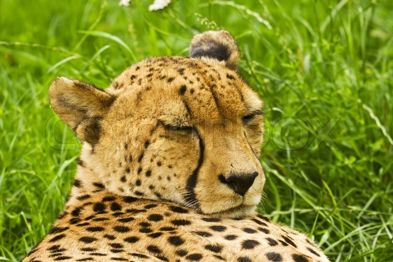 cheetah is on the green grass and sleeping stock photo colourbox