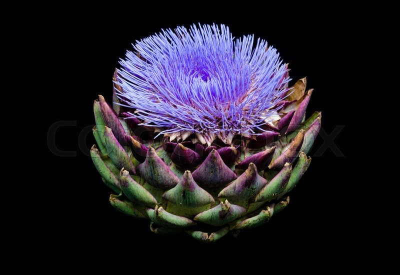 A blooming artichoke on perfect black Stock image Colourbox