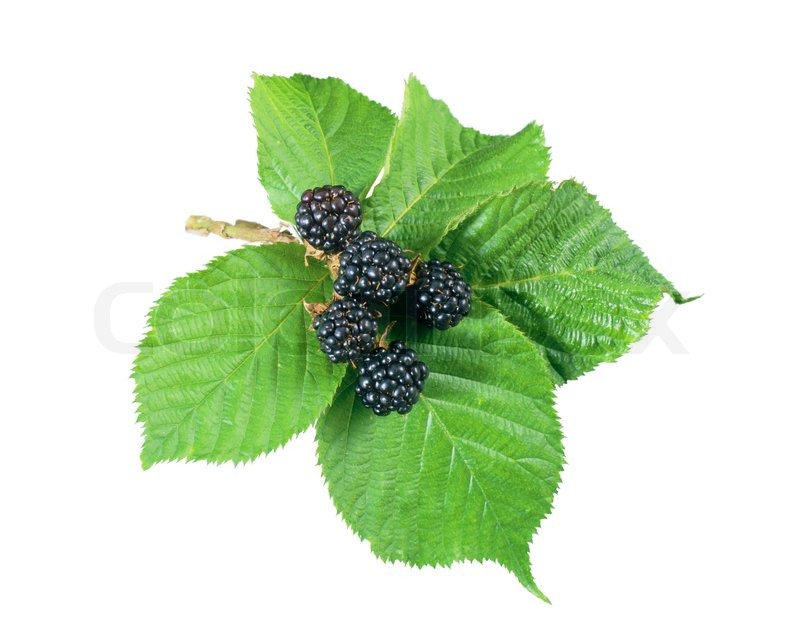 Blackberry dewberry With Green Leaves Stock Image Colourbox