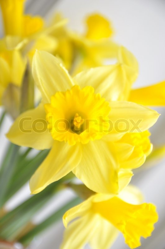 Yellow easter flowers indoor Stock foto Colourbox