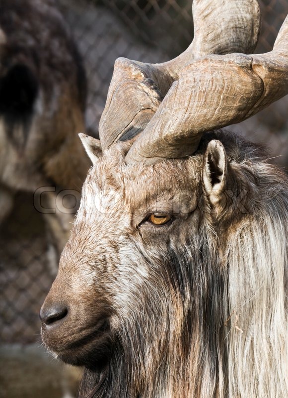 Portrait of a mountain goat with big horns | Stock Photo | Colourbox