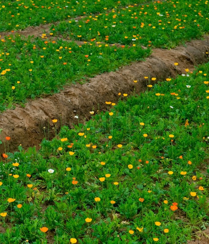 Agriculture flower field Stock image Colourbox