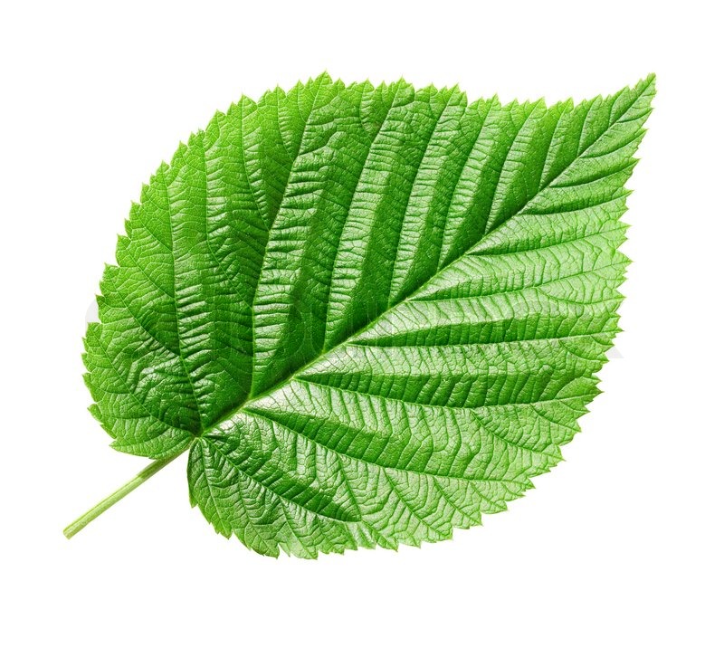 Single Green Leaf On White Background Stock Image Colourbox